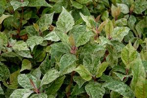 0 units available! Pre-Order Qty: 0