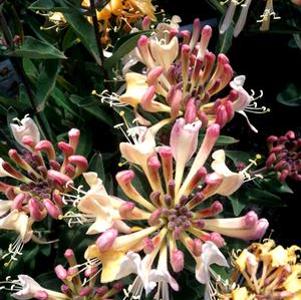 0 units available! Pre-Order Qty: 0