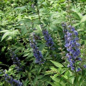 0 units available! Pre-Order Qty: 0