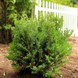 98 units available! Pre-Order Qty: 0