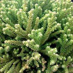 0 units available! Pre-Order Qty: 0