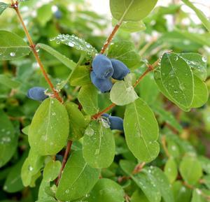 0 units available! Pre-Order Qty: 0