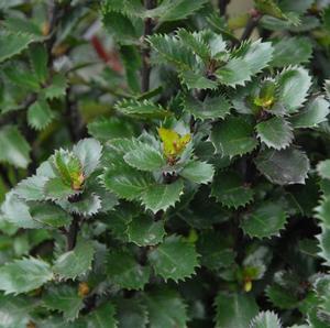 0 units available! Pre-Order Qty: 0