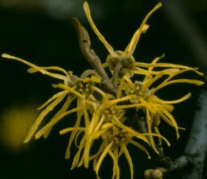 23 units available! Pre-Order Qty: 0