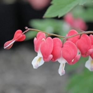 0 units available! Pre-Order Qty: 0