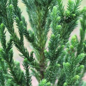 16 units available! Pre-Order Qty: 0