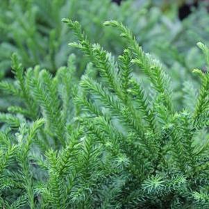 0 units available! Pre-Order Qty: 0