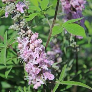 0 units available! Pre-Order Qty: 0