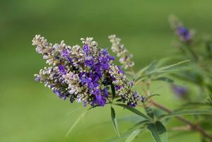 0 units available! Pre-Order Qty: 0