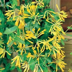 0 units available! Pre-Order Qty: 0