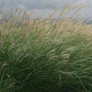 0 units available! Pre-Order Qty: 0