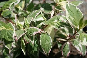 391 units available! Pre-Order Qty: 0