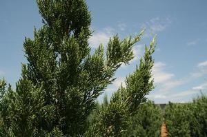 0 units available! Pre-Order Qty: 0