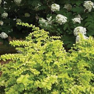 0 units available! Pre-Order Qty: 0