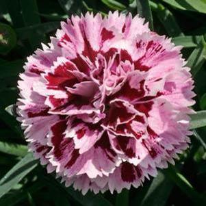 0 units available! Pre-Order Qty: 0