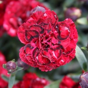 0 units available! Pre-Order Qty: 0