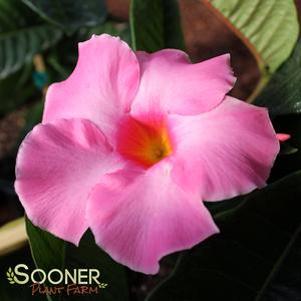 0 units available! Pre-Order Qty: 0