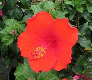 13 units available! Pre-Order Qty: 0