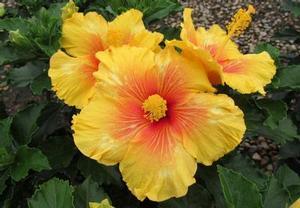 0 units available! Pre-Order Qty: 0