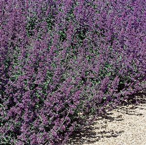 0 units available! Pre-Order Qty: 0