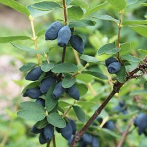 0 units available! Pre-Order Qty: 0