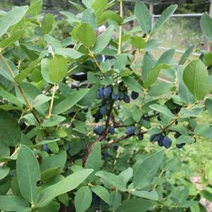 0 units available! Pre-Order Qty: 0