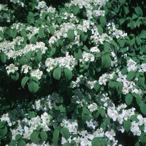 0 units available! Pre-Order Qty: 0