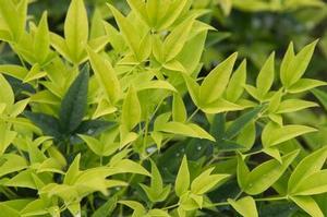 0 units available! Pre-Order Qty: 300