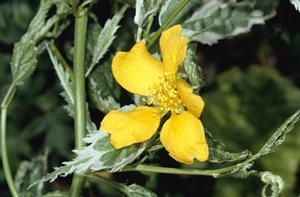 0 units available! Pre-Order Qty: 0