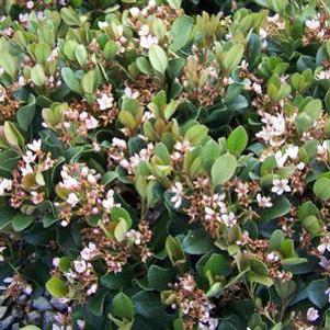 698 units available! Pre-Order Qty: 0