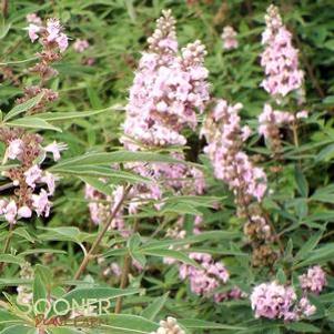 4 units available! Pre-Order Qty: 0