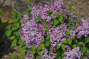 13 units available! Pre-Order Qty: 0