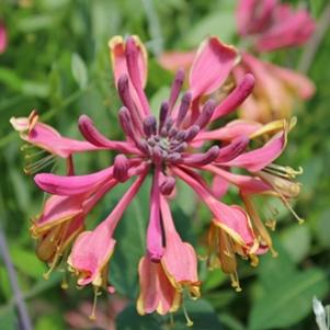 17 units available! Pre-Order Qty: 0