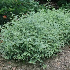 0 units available! Pre-Order Qty: 0