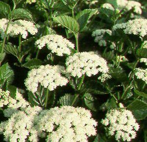 416 units available! Pre-Order Qty: 0