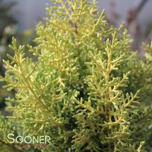 0 units available! Pre-Order Qty: 0