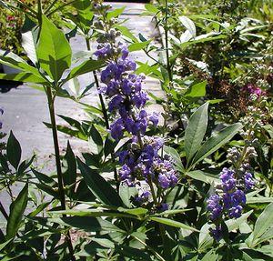 0 units available! Pre-Order Qty: 0