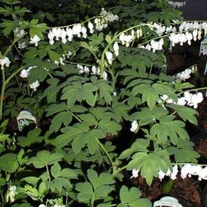 0 units available! Pre-Order Qty: 0