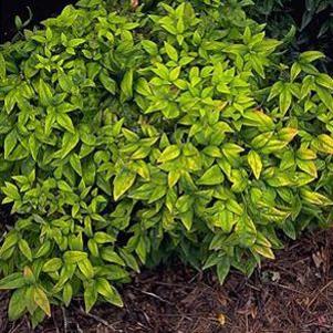 0 units available! Pre-Order Qty: 0