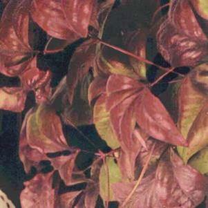 0 units available! Pre-Order Qty: 0