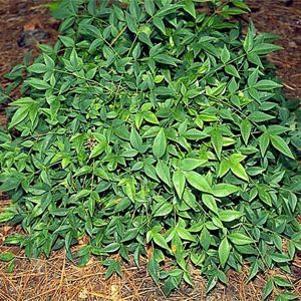 0 units available! Pre-Order Qty: 0