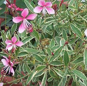 0 units available! Pre-Order Qty: 0