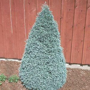 5 units available! Pre-Order Qty: 0