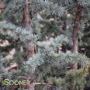 38 units available! Pre-Order Qty: 0