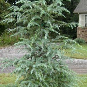 3 units available! Pre-Order Qty: 0