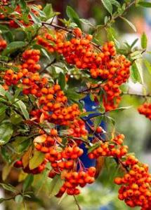 31 units available! Pre-Order Qty: 0