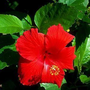 0 units available! Pre-Order Qty: 0